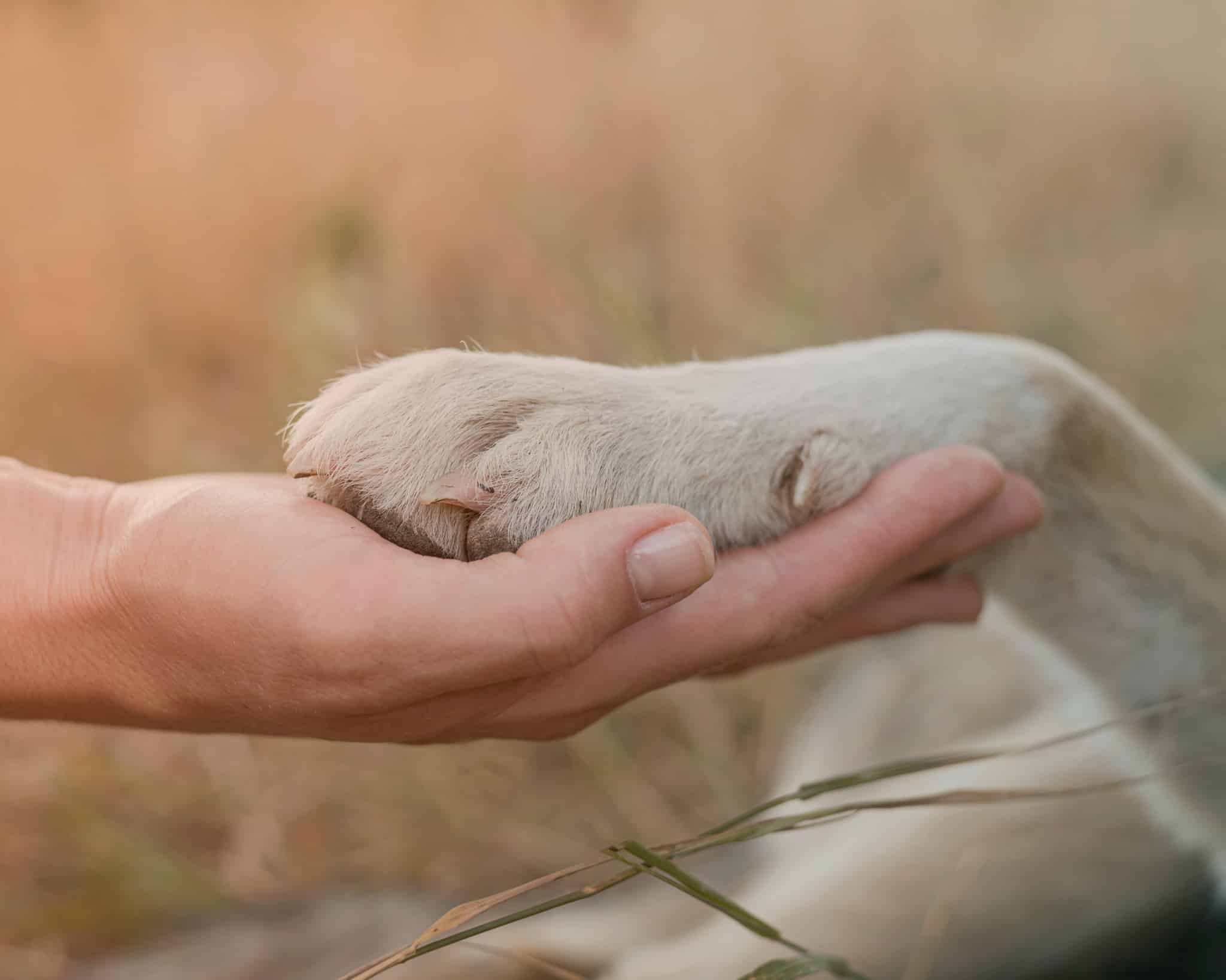 Book your pet’s collection & crematorium transfer