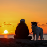 How to Cope with the Loss of a Dog After Euthanasia: A Gentle, Honest Guide for Grieving Owners