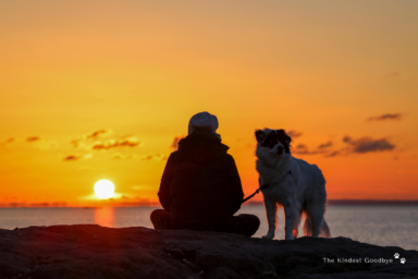 How to Cope with the Loss of a Dog After Euthanasia: A Gentle, Honest Guide for Grieving Owners