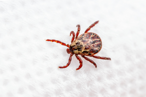What is a paralysis Tick