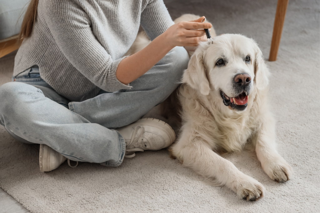Paralysis Ticks in Dogs Australia