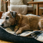 Senior Dog Care