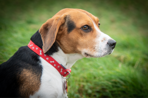 Senior Dog Care: Cognitive Dysfunction (Canine Dementia)