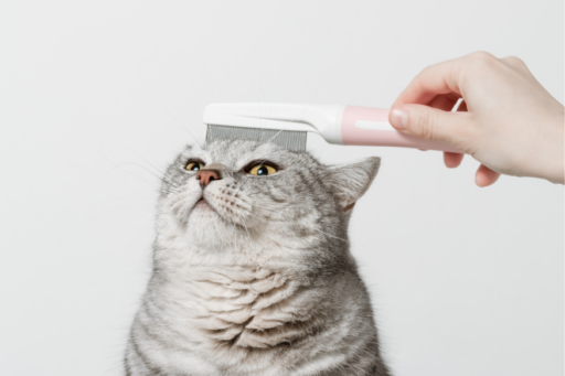 Senior Cat Care