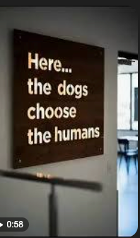 Dog adopts human Why Videos of Dogs “Adopting” Humans Are Going Viral. The kindest Goodbye