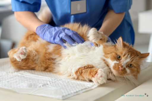 When to Seek Veterinary Support for Tick bites and lyme Disease