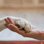 A Guide to Pet Euthanasia and Grief