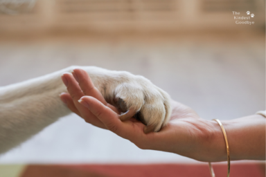A Guide to Pet Euthanasia and Grief