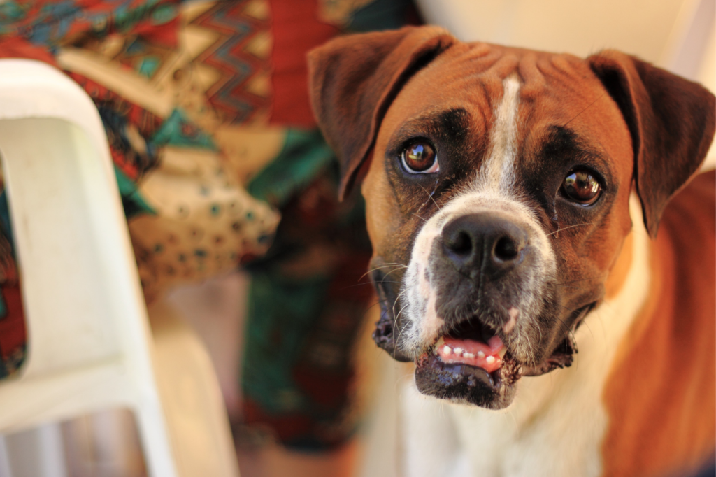 Creating a Peaceful Goodbye: Preparing for At-Home Pet Euthanasia