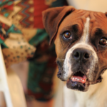 Creating a Peaceful Goodbye: Preparing for At-Home Pet Euthanasia