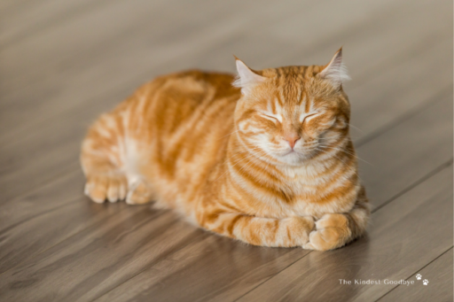 Feline Cognitive Decline