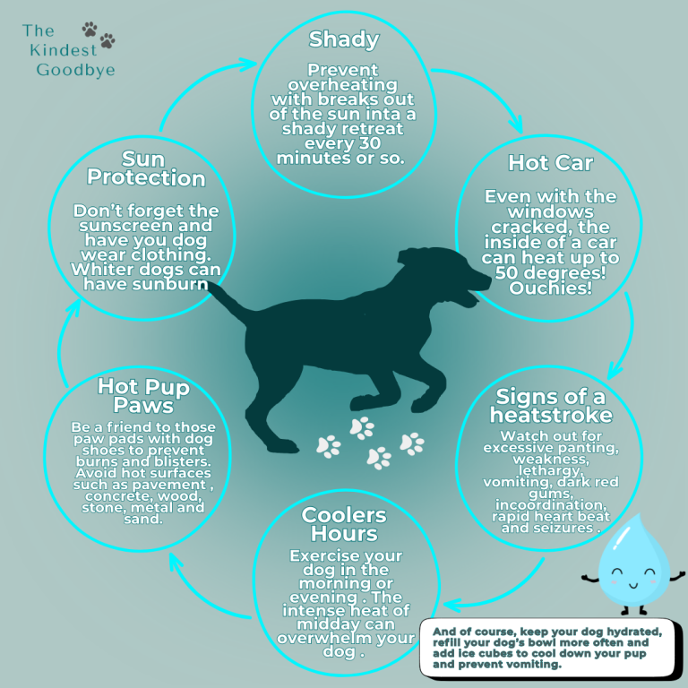 How to Keep Your Dog Safe in the Australian Summer